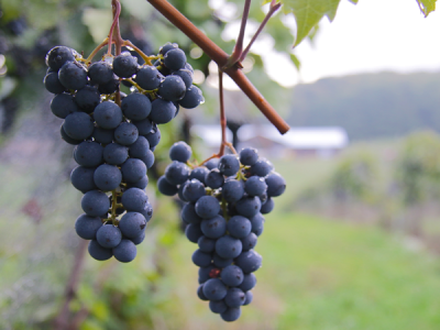 Grapes